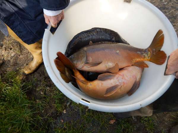 Carpes � Poulinoc.