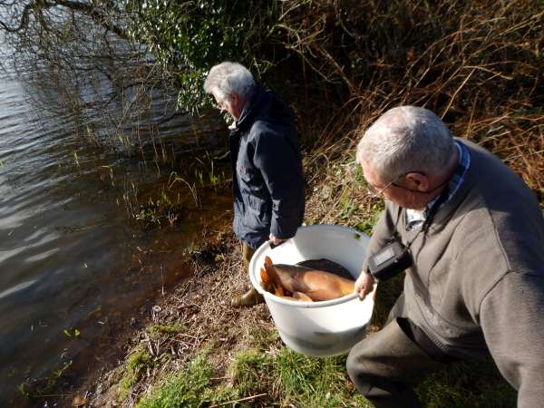 Carpes � Poulinoc.