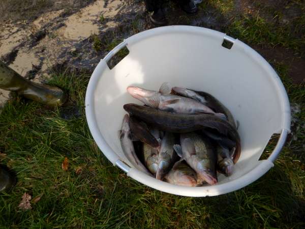 De jolis sandres qui esp�rent grandir et se reproduire.