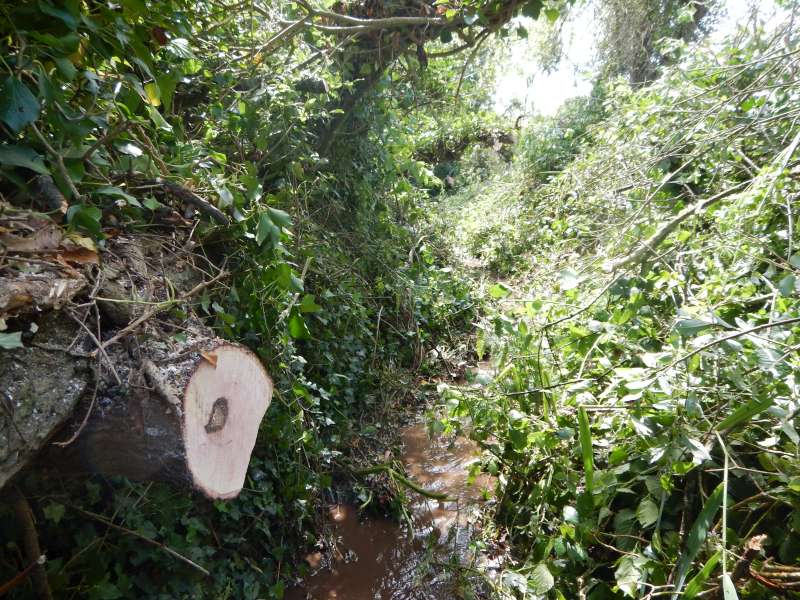 Pas moins de 8 arbres sont tomb�s ici