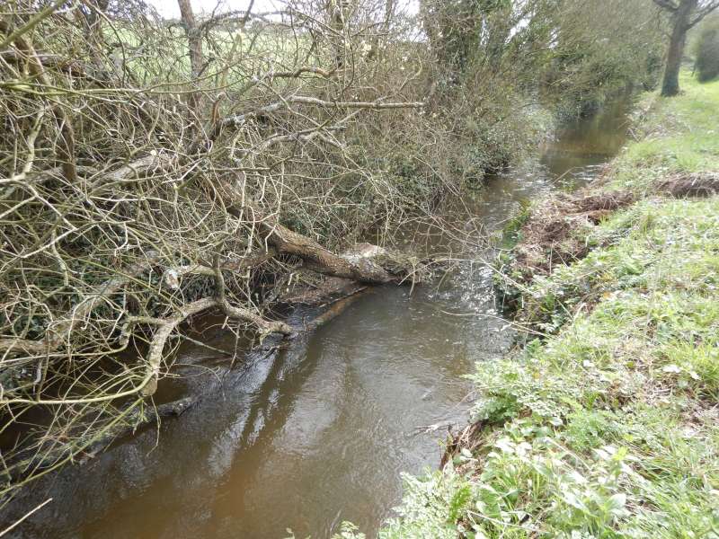 En tombant dans la rivi�re, ce saule a entra�n� la berge