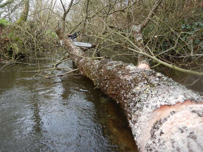 Ce tronc ne va pas �tre facile � sortir d'ici!