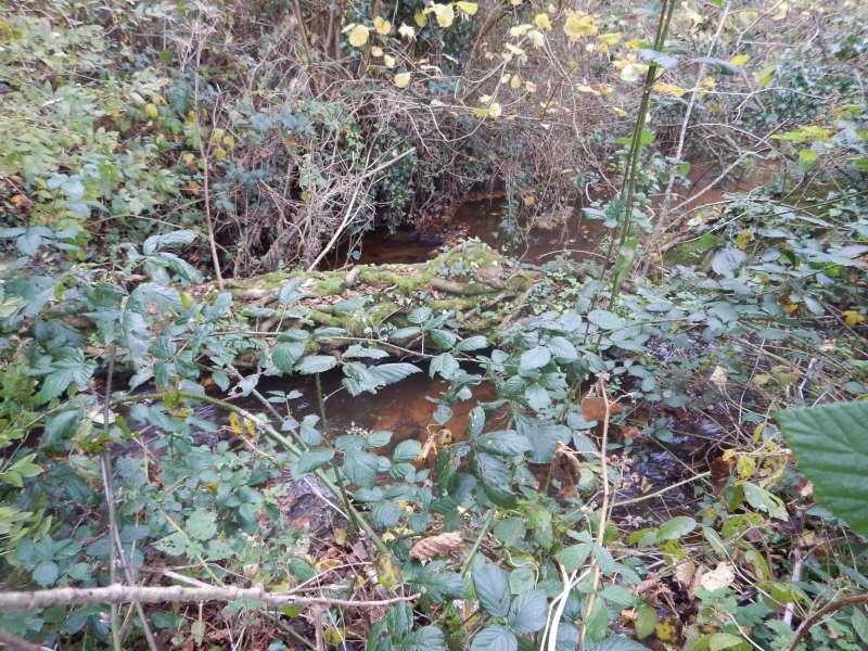 1-Le petit saule, sujet de nos attentions