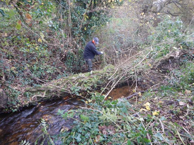 4-Une fois d�gag�, le petit saule est devenu grand ch�ne...