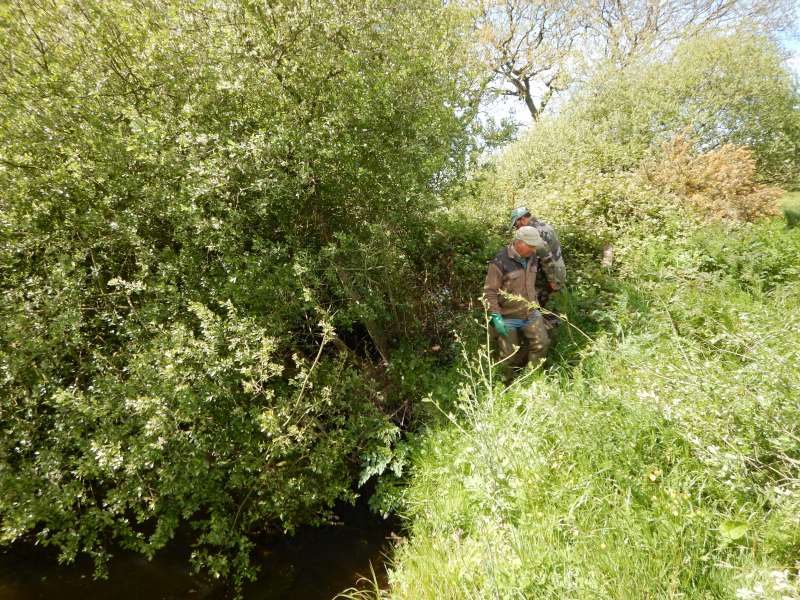 Jean-Yves et Serge attaquent le saule par la berge