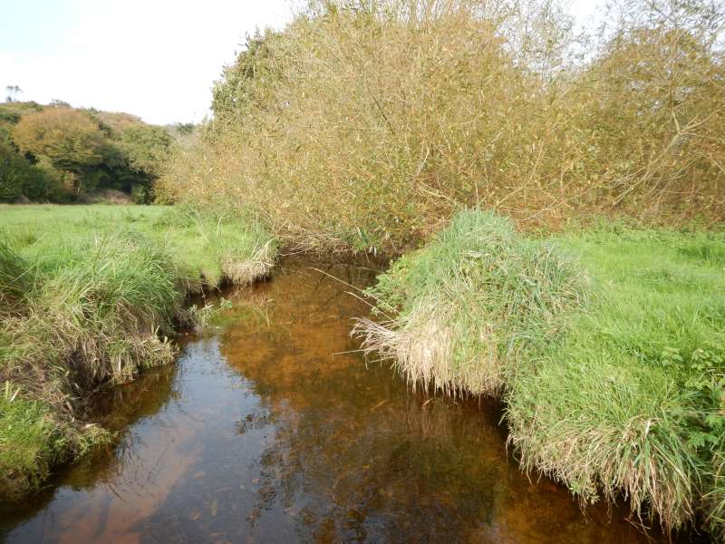1-La mangrove bretonne a envahi le ruisseau