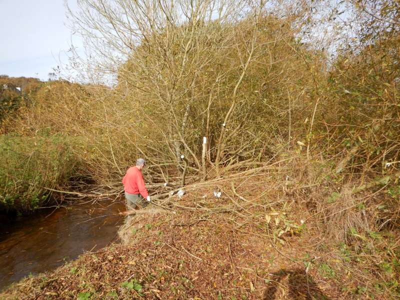 3-les arbres ont pouss� dans tous les sens!
