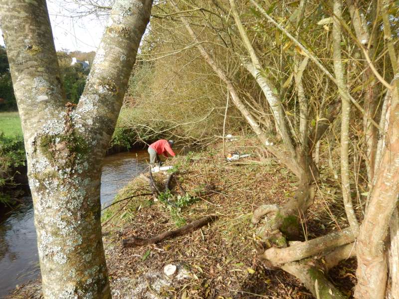 4-Certaines branches se sont enracin�es jusque dans le ruisseau