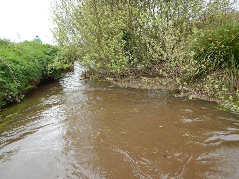 Un saule tomb� bloque presque totalement le cours d'eau