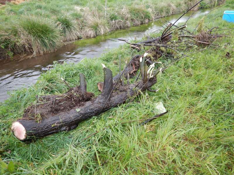 Mais quel boulot pour retirer ces souches!