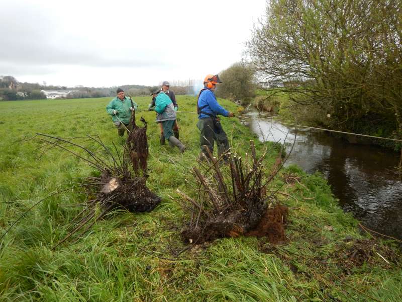 Le probl�me avec le saule, c'est qu'il s'enracine tr�s vite!