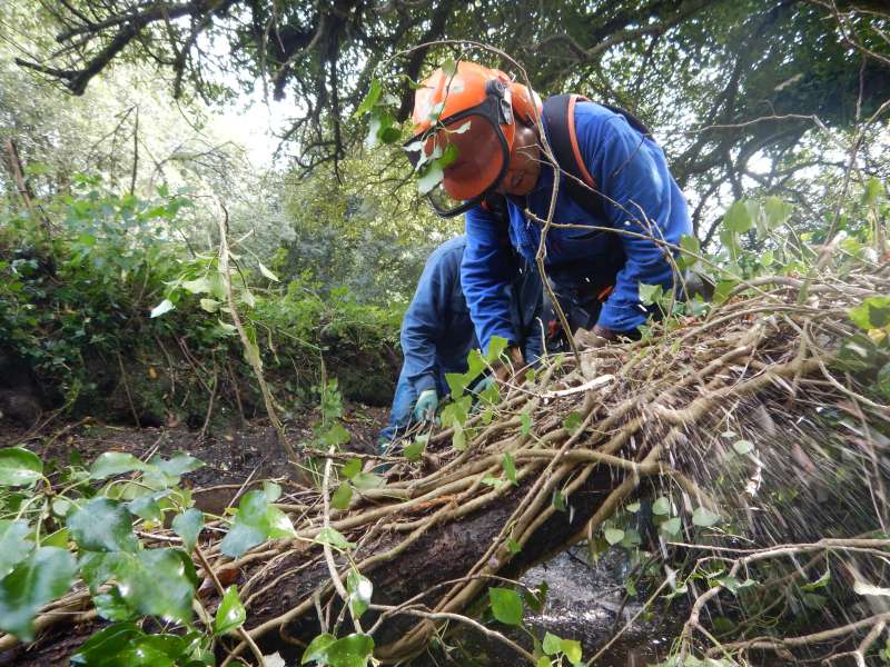G�g� � la tron�onneuse sur un saule.