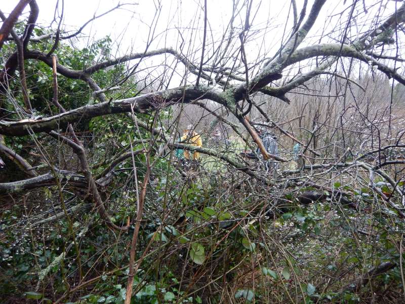 Le lierre et les ronces dans les branches ne facilitent pas la t�che!