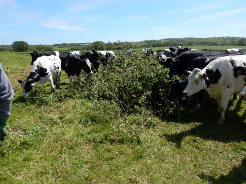 Des alli�es efficaces transforment les saules en lait!