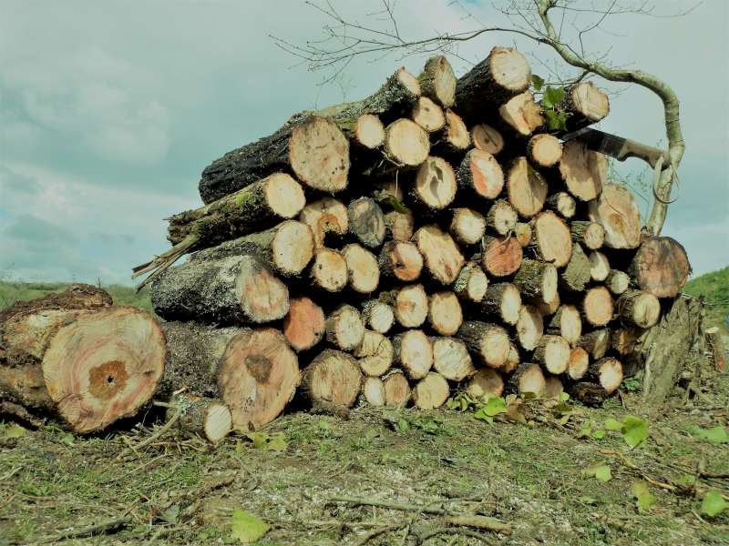 10 - Le tas de bois du jour. (Ou plut�t: 1 des tas de bois du jour...)