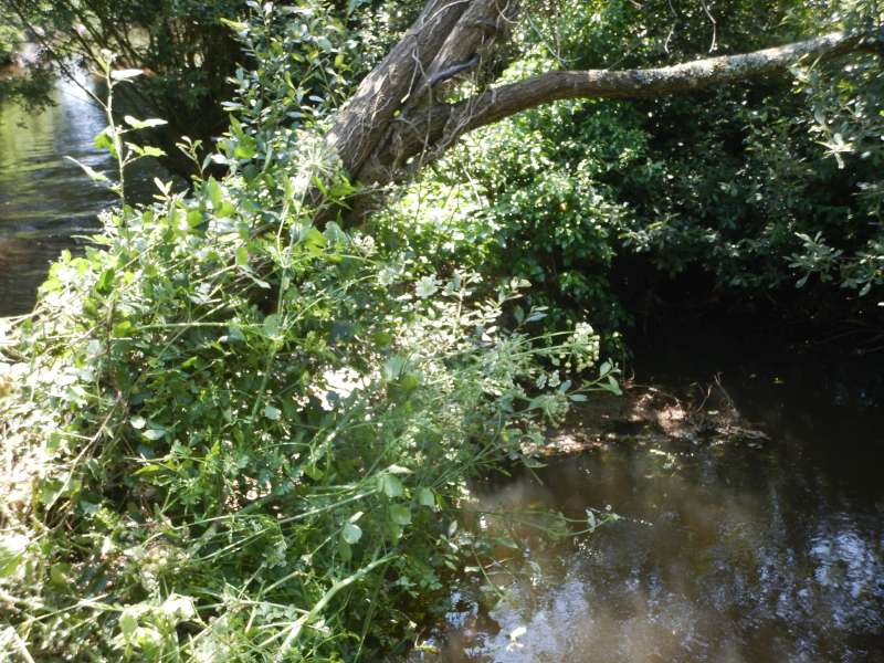 5 - Il y a presque toujours un saule dans le coup...