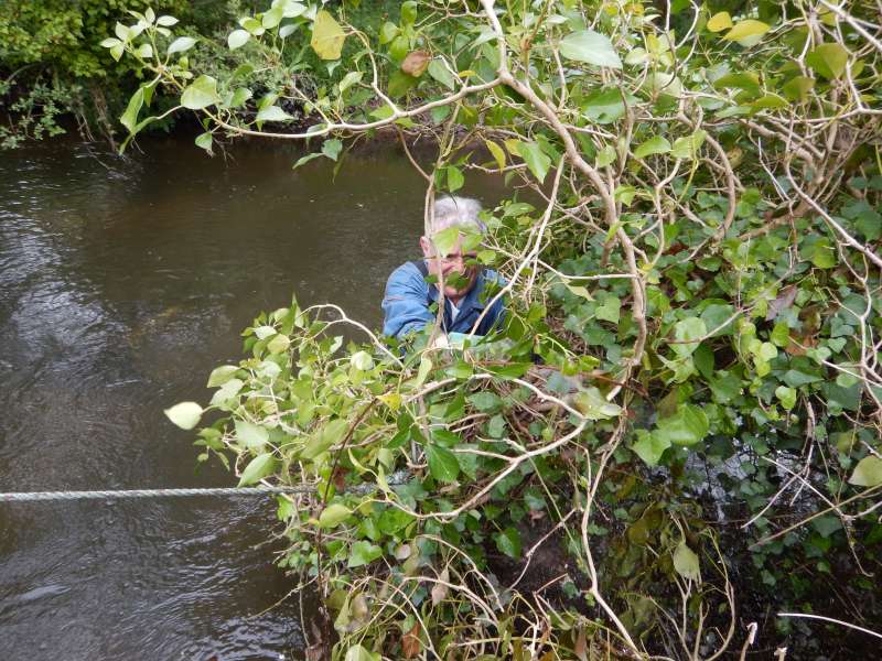 2 - Tron�onnage d'un gros saule couch� au sol