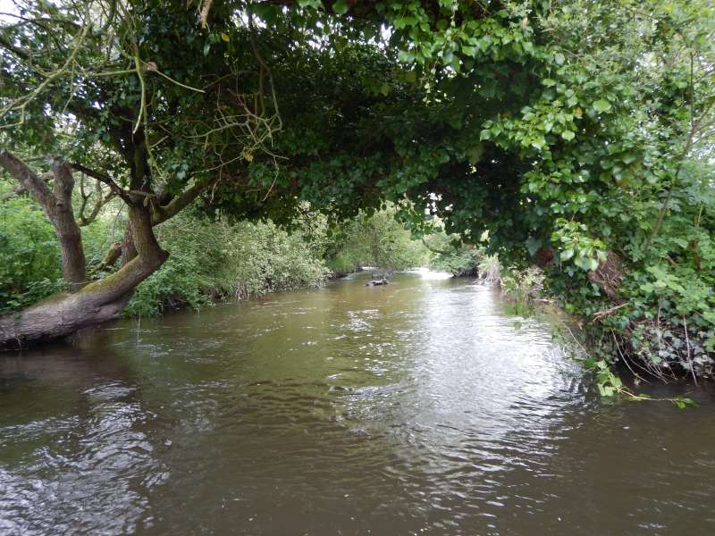 6 - 3 saules envahis de lierre sont tomb�s sur leur voisin d'en face