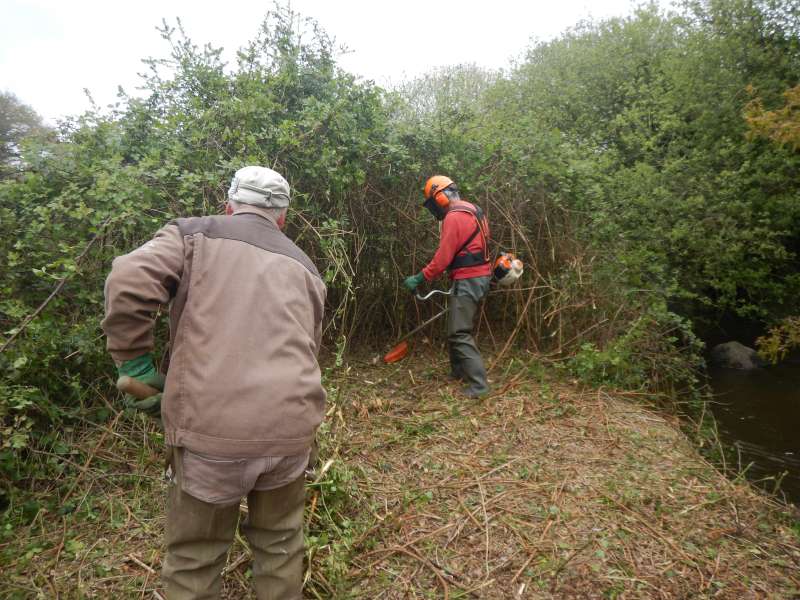 3 - Un roncier de plus de 2 m de hauteur!