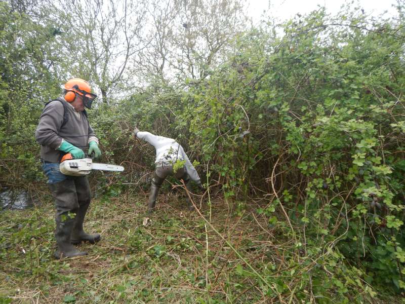 4 - Dans les ronces: Des ajoncs!...