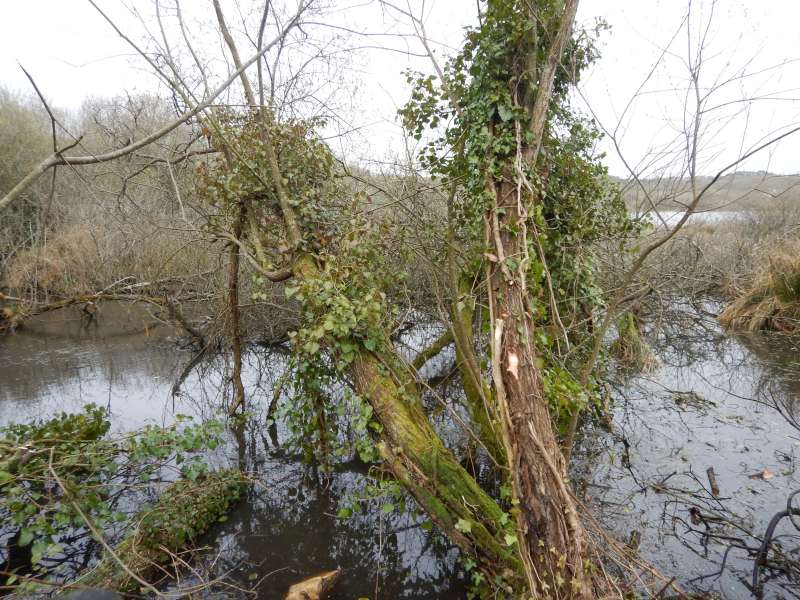 4 - Pas simple, le bois est sous tension, et les fonds vaseux!