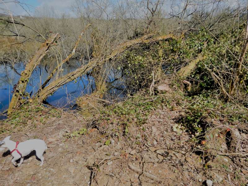 4 - Un instant de gloire pour ma chienne tant moqu�e par certains...;-)