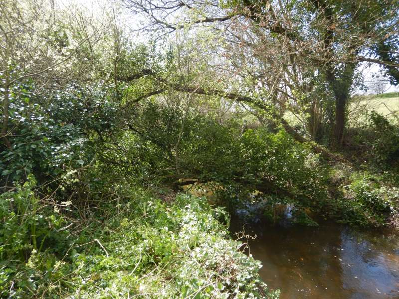 Les arbres pourraient faire l'effort de tomber de leur c�t�!