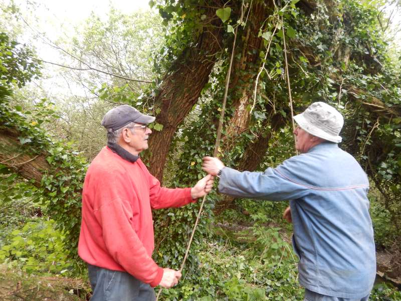 Pr�paration du palan pour sortir le saule de l'eau