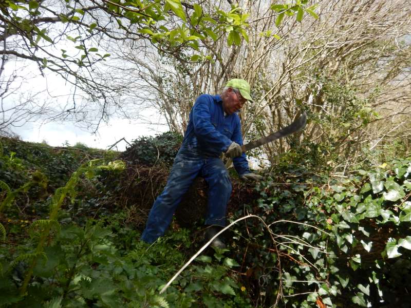 Michel lutte contre le lierre