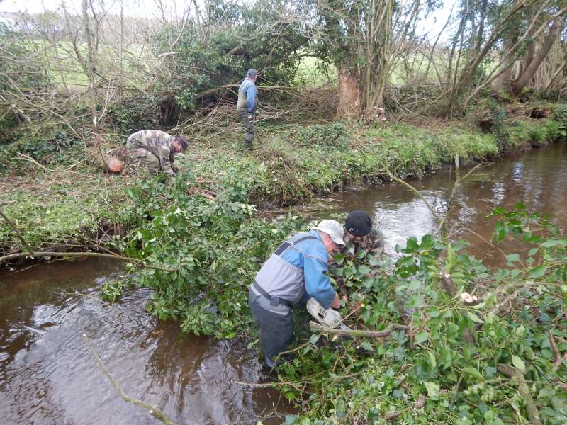 Le poids du lierre a fait tomber ce joli saule