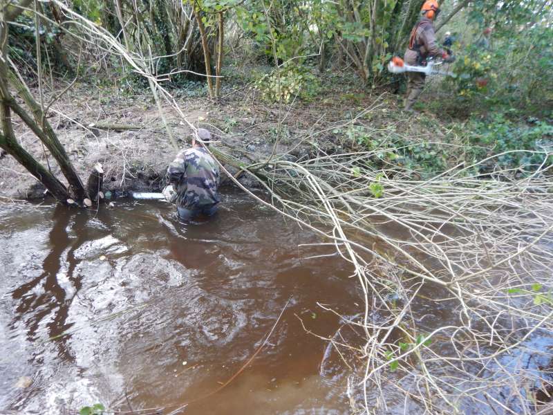 Le sureau..�a s'emm�le partout!