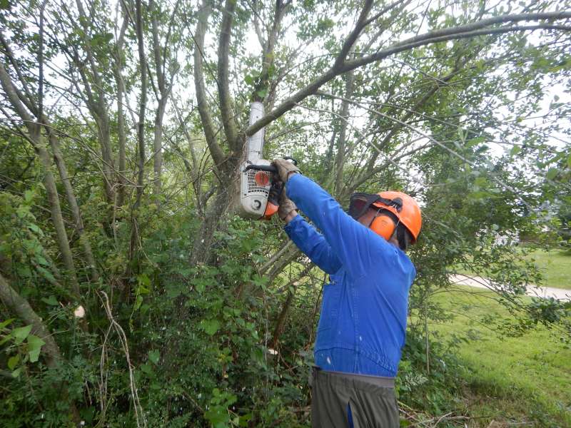 G�g� viendra-t-il � bout de cet �norme tronc?