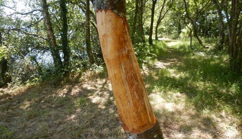 Cet arbre est condamn�, pourquoi?...