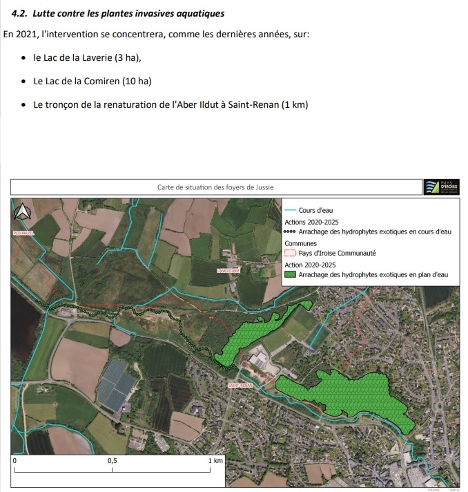 Eradication de la jussie
