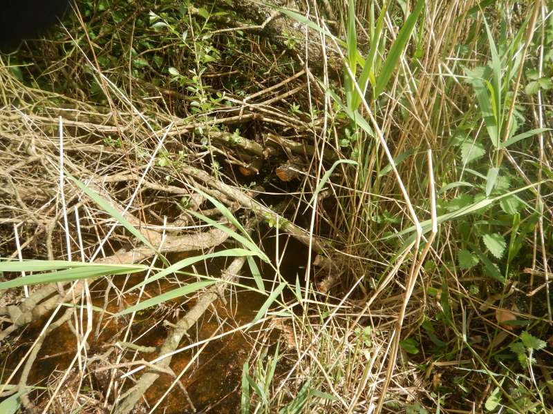 22 avril ruisseau de la Tour