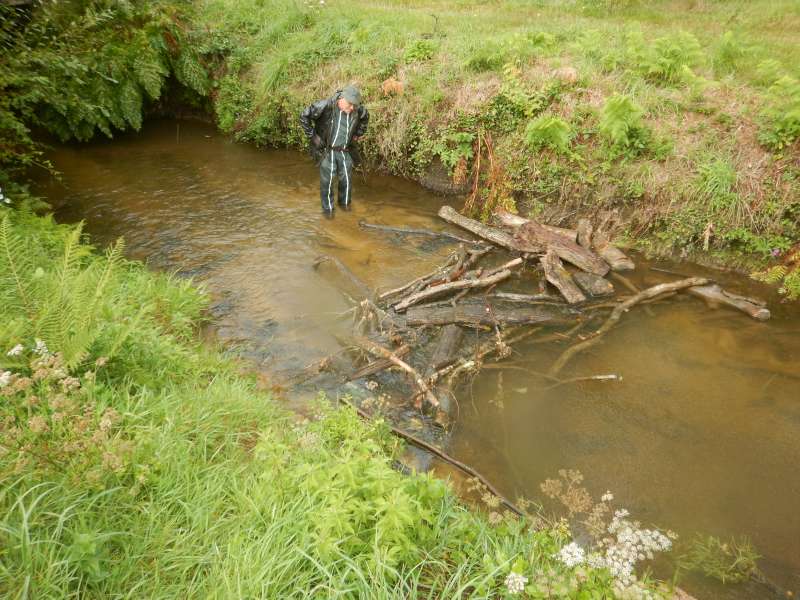 emb�cle d� � des brabches jet�es dans l'eau