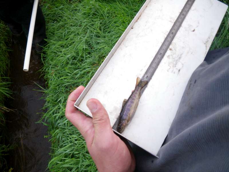 Truitelle de 9 cm de l'ann�e.