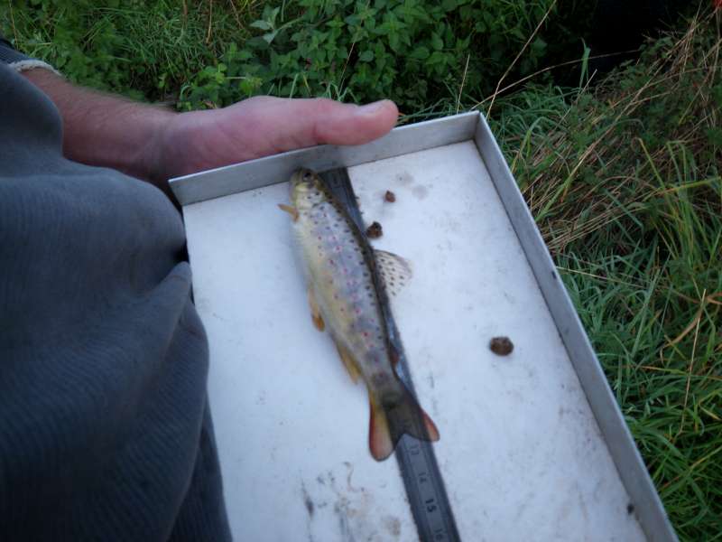 Truitelle de 13 cm de un an