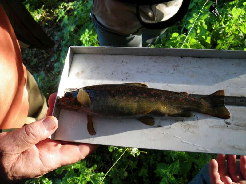 sur Br�l�s, une adulte.