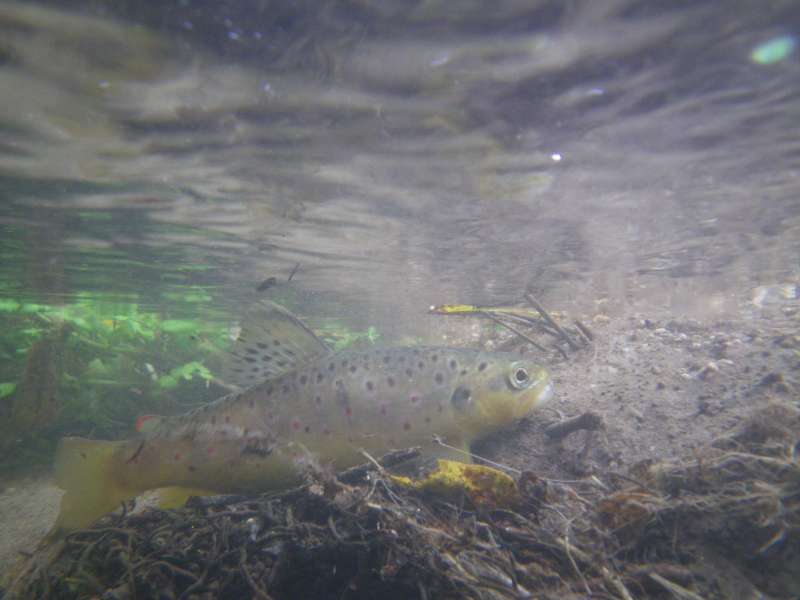 Une truite dans son �l�ment.