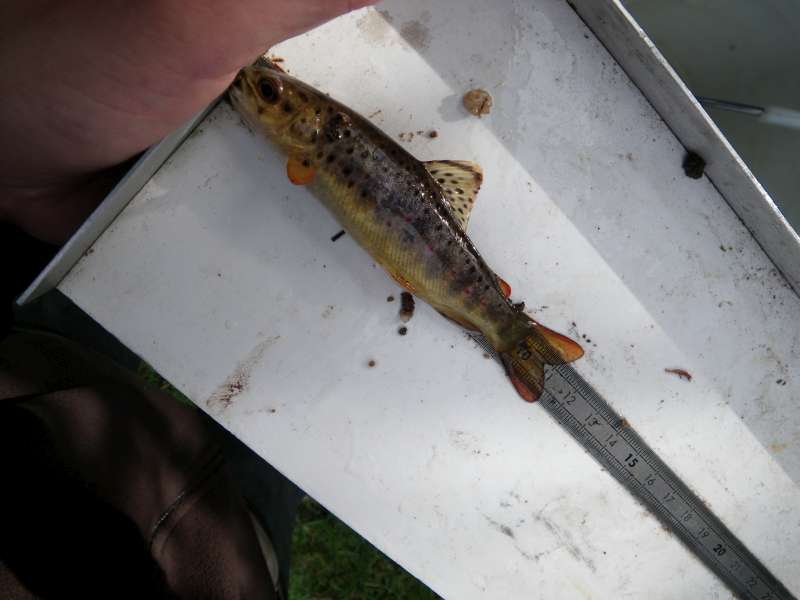 truitelle de l'ann�e.