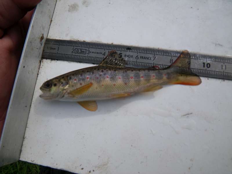 petite truite sauvage.