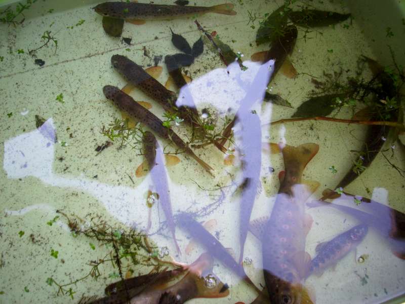 l�g�re augmentation du nombre de juv�niles.