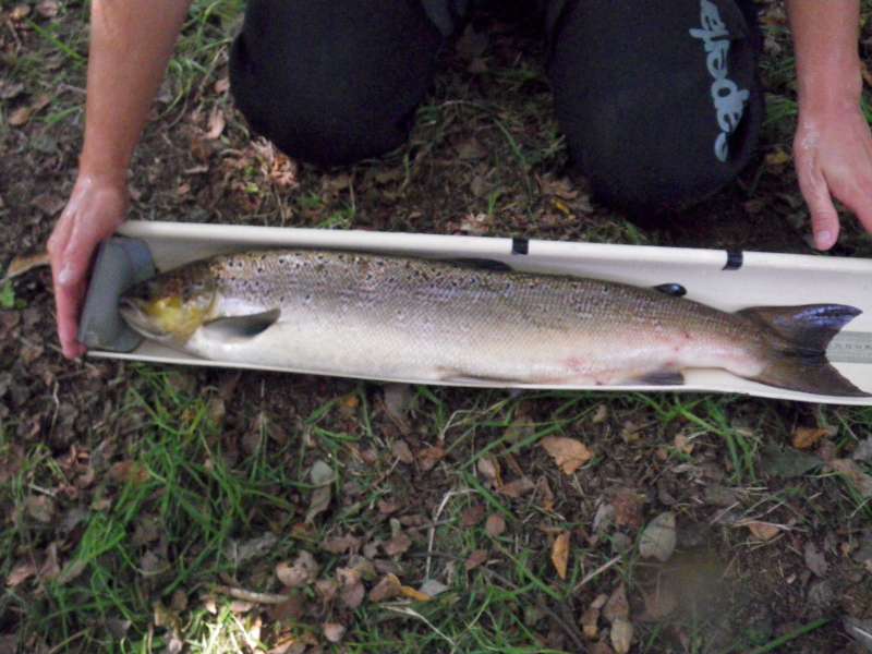 Un Saumon Atlantique