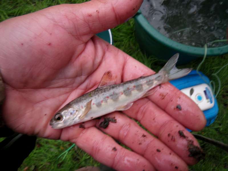 un tacon, juv�nile de saumon.