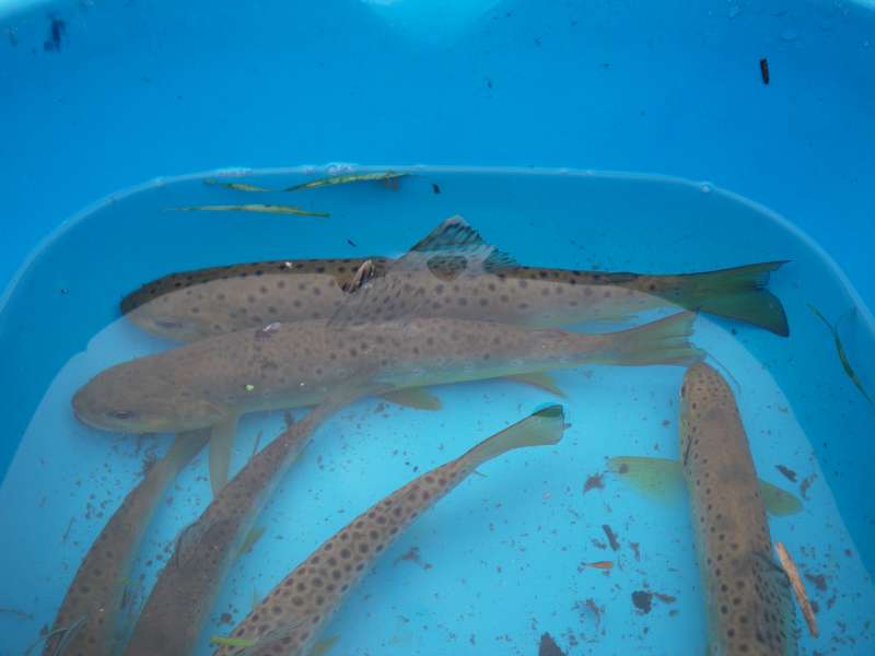 Une bassine de truites