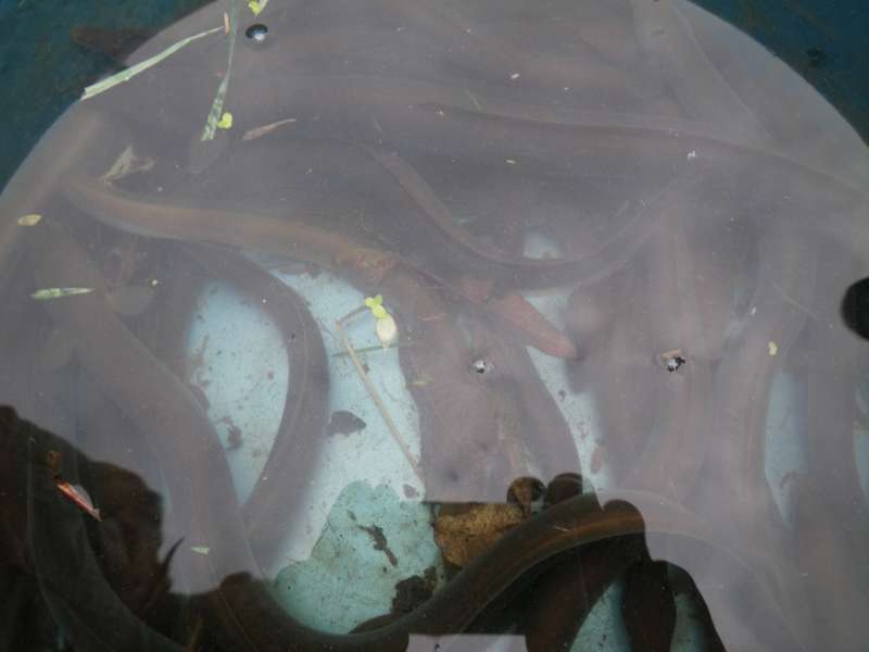 De nombreuses anguilles.