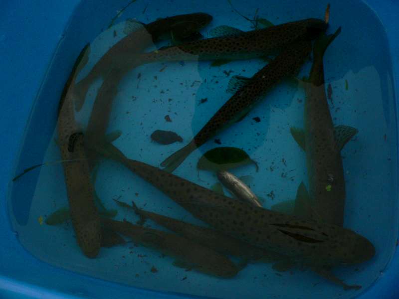 de belles vraies Fario.