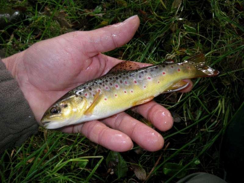 une premi�re belle Fario.