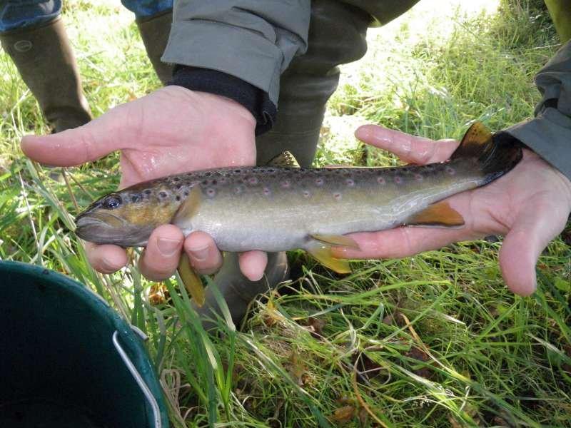 une tr�s belle Fario